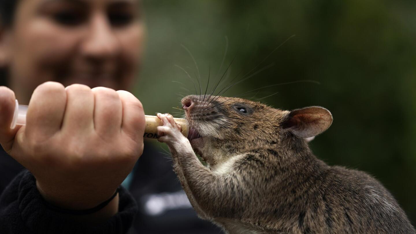 Gambian rat discount